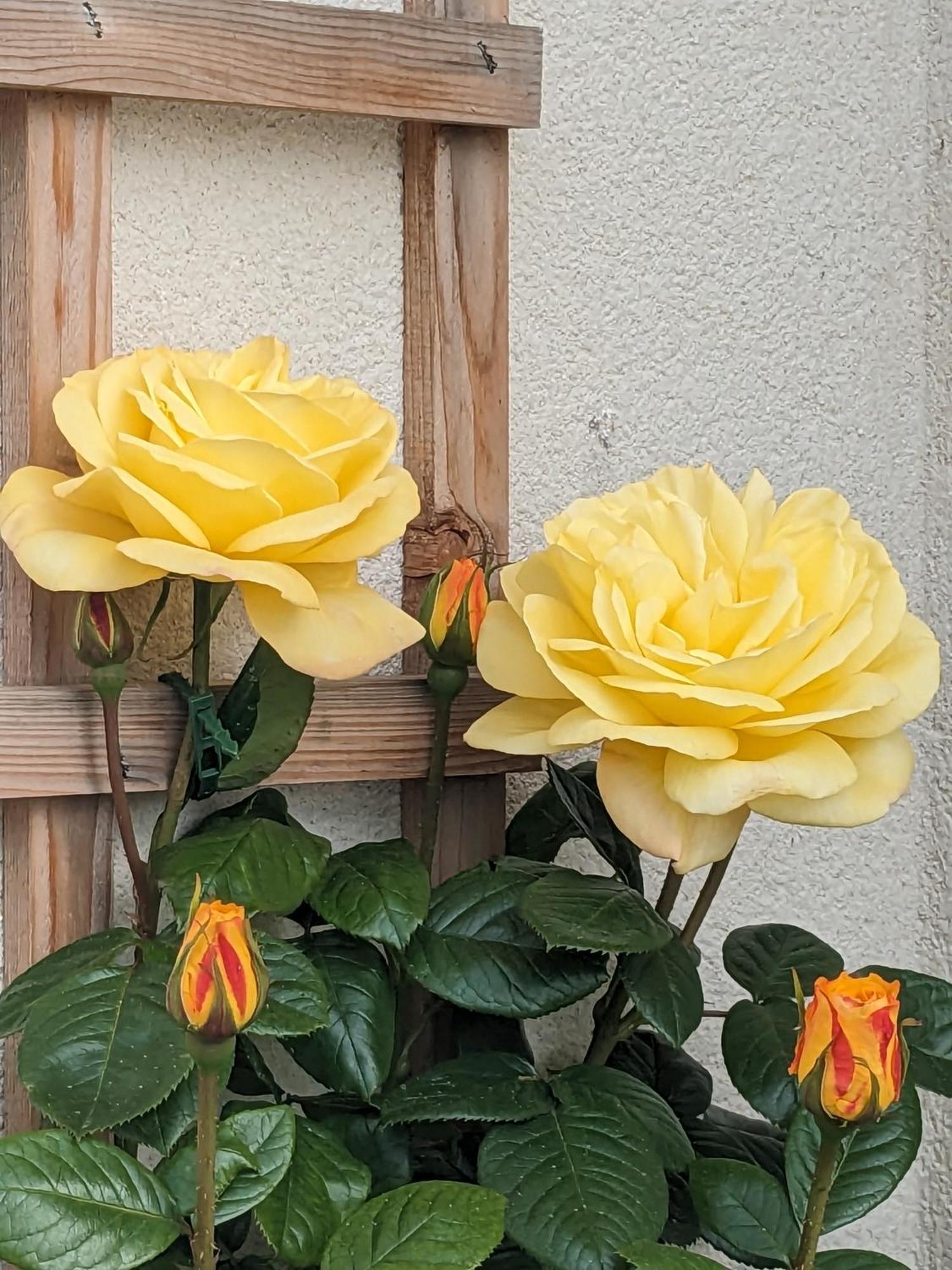 Rosegarth Bed And Breakfast Мартон Экстерьер фото