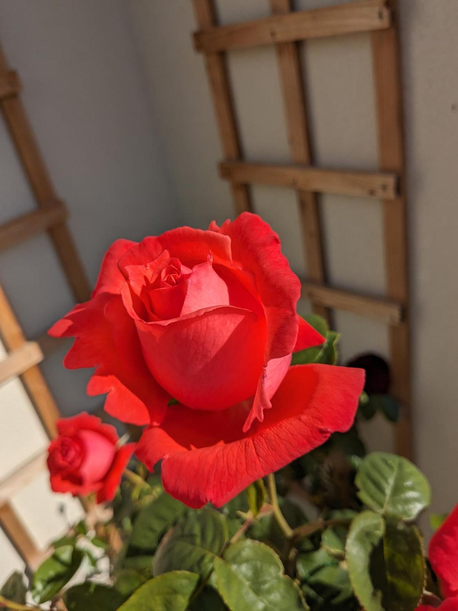 Rosegarth Bed And Breakfast Мартон Экстерьер фото